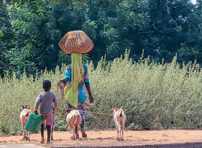 Une femme se promène avec son fils et des chèvres